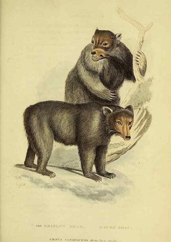 Reproducción/Reproduction 48346457681: General and particular descriptions of the vertebrated animals :. London :Printed for Baldwin, Cradock, and Joy :MDCCCXXI [1821]. 