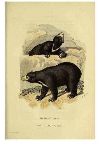 Reproducción/Reproduction 48346596292: General and particular descriptions of the vertebrated animals :. London :Printed for Baldwin, Cradock, and Joy :MDCCCXXI [1821]. 