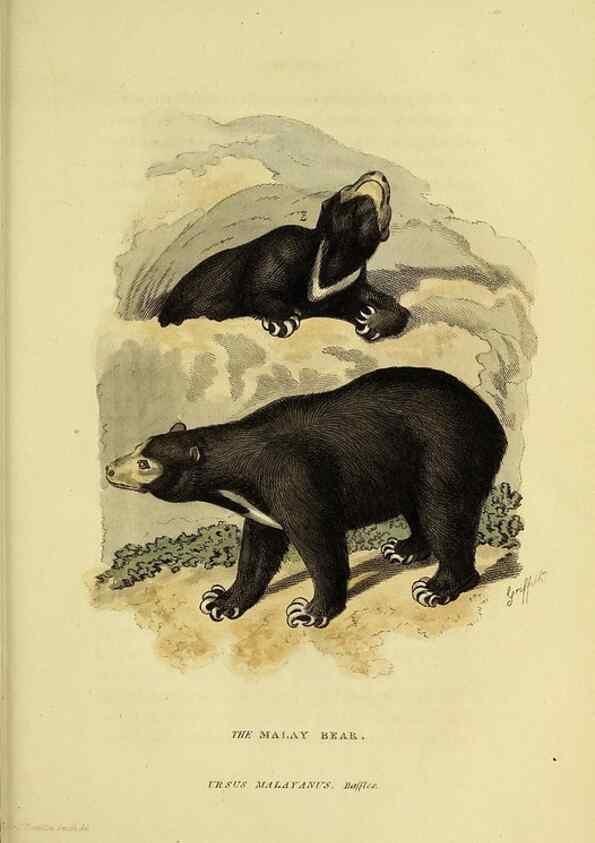 Reproducción/Reproduction 48346596292: General and particular descriptions of the vertebrated animals :. London :Printed for Baldwin, Cradock, and Joy :MDCCCXXI [1821]. 