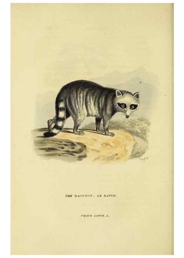 Reproducción/Reproduction 48346458401: General and particular descriptions of the vertebrated animals :. London :Printed for Baldwin, Cradock, and Joy :MDCCCXXI [1821]. 
