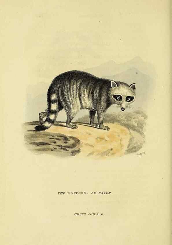 Reproducción/Reproduction 48346458401: General and particular descriptions of the vertebrated animals :. London :Printed for Baldwin, Cradock, and Joy :MDCCCXXI [1821]. 