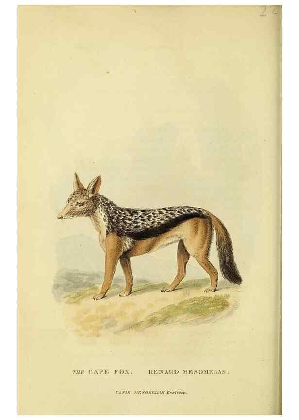 Reproducción/Reproduction 48346594112: General and particular descriptions of the vertebrated animals :. London :Printed for Baldwin, Cradock, and Joy :MDCCCXXI [1821]. 