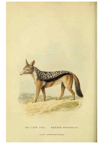 Reproducción/Reproduction 48346594112: General and particular descriptions of the vertebrated animals :. London :Printed for Baldwin, Cradock, and Joy :MDCCCXXI [1821]. 