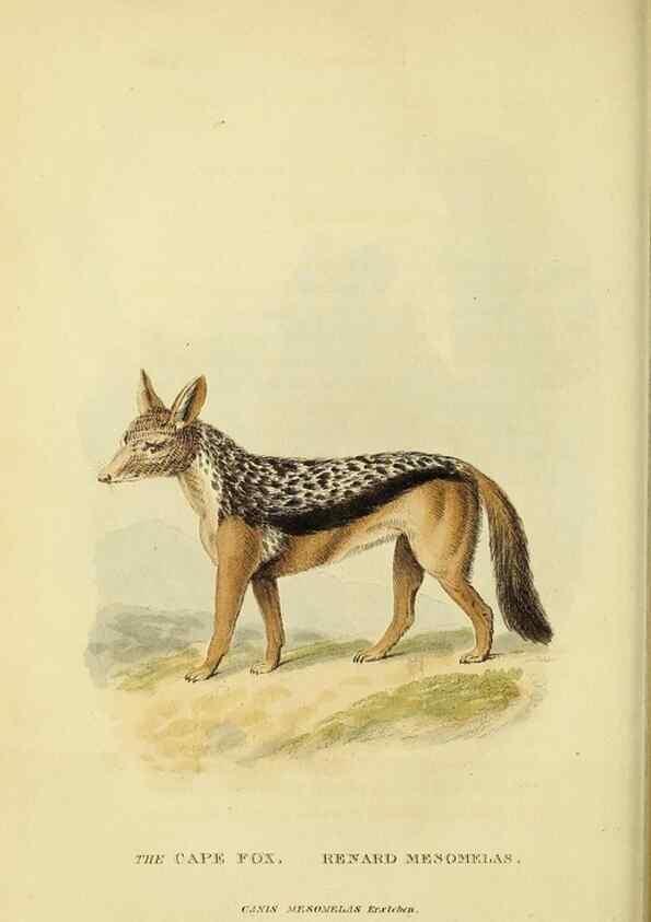 Reproducción/Reproduction 48346594112: General and particular descriptions of the vertebrated animals :. London :Printed for Baldwin, Cradock, and Joy :MDCCCXXI [1821]. 