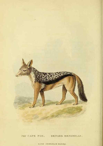 Reproducción/Reproduction 48346594112: General and particular descriptions of the vertebrated animals :. London :Printed for Baldwin, Cradock, and Joy :MDCCCXXI [1821]. 