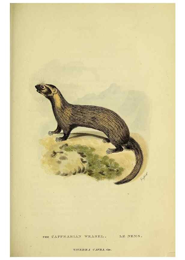 Reproducción/Reproduction 48346452556: General and particular descriptions of the vertebrated animals :. London :Printed for Baldwin, Cradock, and Joy :MDCCCXXI [1821]. 