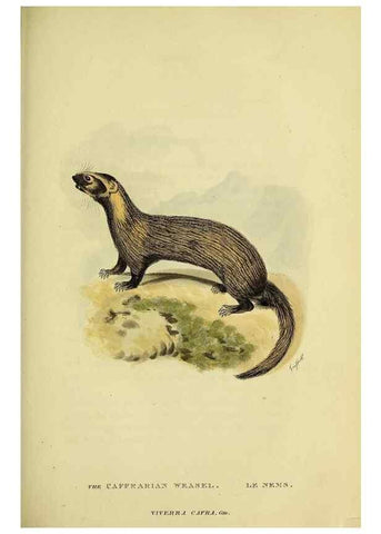 Reproducción/Reproduction 48346452556: General and particular descriptions of the vertebrated animals :. London :Printed for Baldwin, Cradock, and Joy :MDCCCXXI [1821]. 
