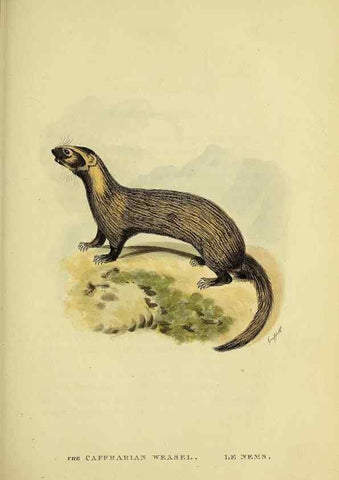 Reproducción/Reproduction 48346452556: General and particular descriptions of the vertebrated animals :. London :Printed for Baldwin, Cradock, and Joy :MDCCCXXI [1821]. 