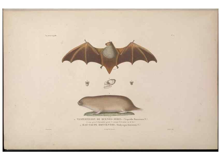 Reproducción/Reproduction 48346801531: Voyage autour du monde :. Paris :Arthus Bertrand,1825-1830 [i.e. 1838]. 