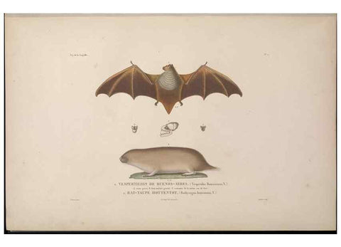 Reproducción/Reproduction 48346801531: Voyage autour du monde :. Paris :Arthus Bertrand,1825-1830 [i.e. 1838]. 