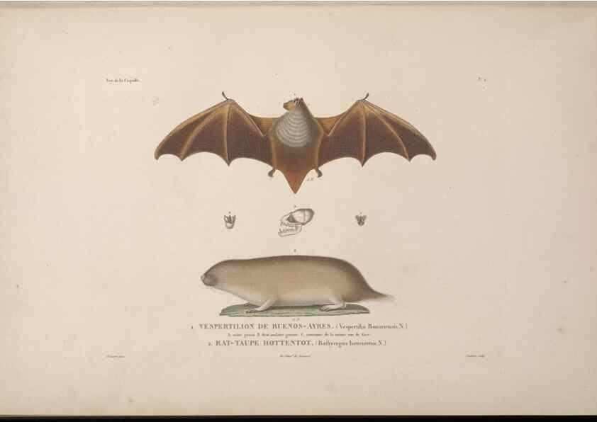 Reproducción/Reproduction 48346801531: Voyage autour du monde :. Paris :Arthus Bertrand,1825-1830 [i.e. 1838]. 
