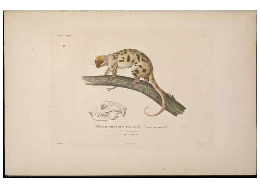 Reproducción/Reproduction 48346938267: Voyage autour du monde :. Paris :Arthus Bertrand,1825-1830 [i.e. 1838]. 