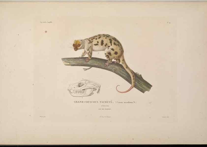 Reproducción/Reproduction 48346938267: Voyage autour du monde :. Paris :Arthus Bertrand,1825-1830 [i.e. 1838]. 