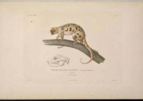 Reproducción/Reproduction 48346938267: Voyage autour du monde :. Paris :Arthus Bertrand,1825-1830 [i.e. 1838]. 