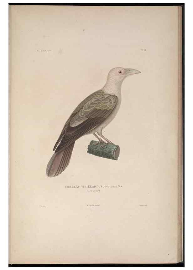 Reproducción/Reproduction 48346810826: Voyage autour du monde :. Paris :Arthus Bertrand,1825-1830 [i.e. 1838]. 