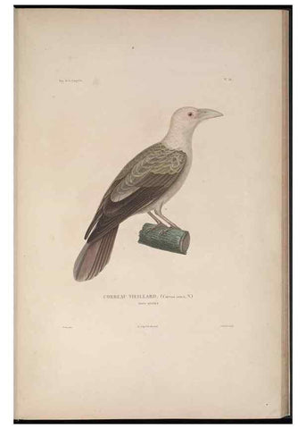 Reproducción/Reproduction 48346810826: Voyage autour du monde :. Paris :Arthus Bertrand,1825-1830 [i.e. 1838]. 