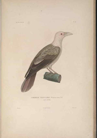 Reproducción/Reproduction 48346810826: Voyage autour du monde :. Paris :Arthus Bertrand,1825-1830 [i.e. 1838]. 