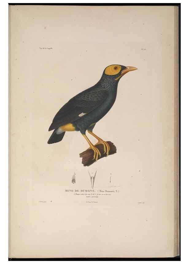 Reproducción/Reproduction 48346947317: Voyage autour du monde :. Paris :Arthus Bertrand,1825-1830 [i.e. 1838]. 
