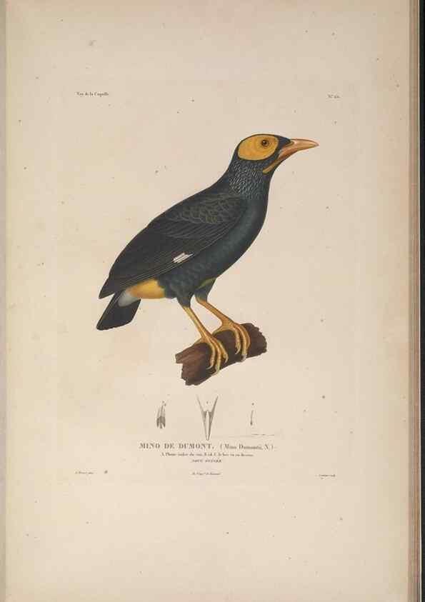 Reproducción/Reproduction 48346947317: Voyage autour du monde :. Paris :Arthus Bertrand,1825-1830 [i.e. 1838]. 