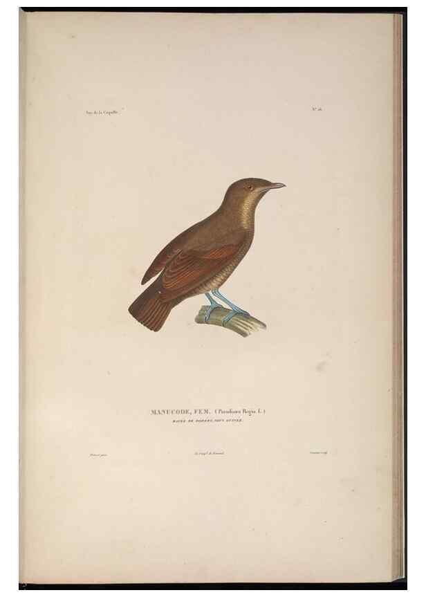 Reproducción/Reproduction 48346811636: Voyage autour du monde :. Paris :Arthus Bertrand,1825-1830 [i.e. 1838]. 