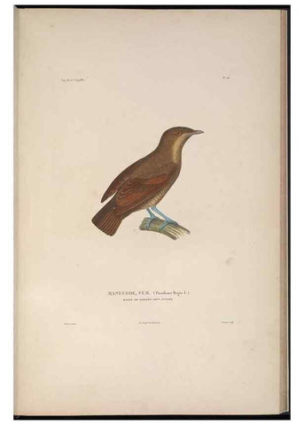 Reproducción/Reproduction 48346811636: Voyage autour du monde :. Paris :Arthus Bertrand,1825-1830 [i.e. 1838]. 