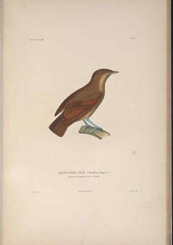 Reproducción/Reproduction 48346811636: Voyage autour du monde :. Paris :Arthus Bertrand,1825-1830 [i.e. 1838]. 