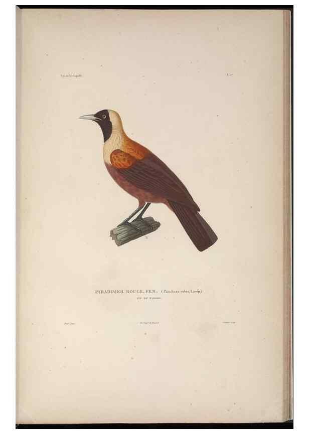 Reproducción/Reproduction 48346811976: Voyage autour du monde :. Paris :Arthus Bertrand,1825-1830 [i.e. 1838]. 