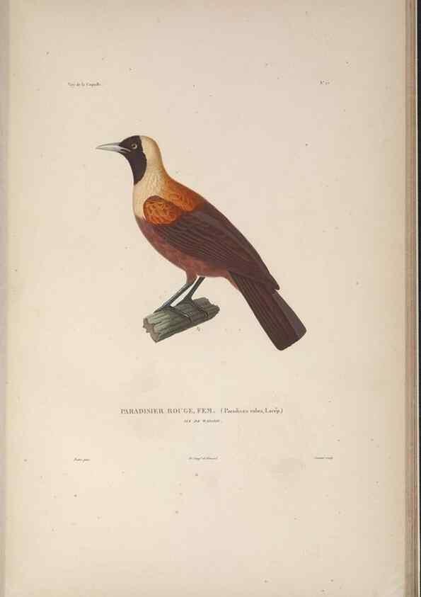 Reproducción/Reproduction 48346811976: Voyage autour du monde :. Paris :Arthus Bertrand,1825-1830 [i.e. 1838]. 