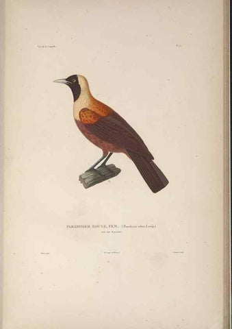 Reproducción/Reproduction 48346811976: Voyage autour du monde :. Paris :Arthus Bertrand,1825-1830 [i.e. 1838]. 