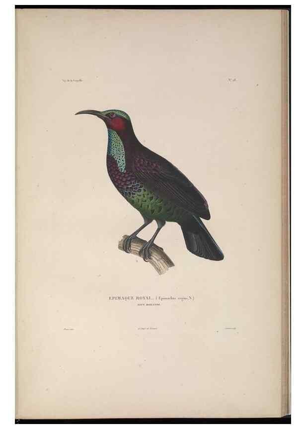 Reproducción/Reproduction 48346948532: Voyage autour du monde :. Paris :Arthus Bertrand,1825-1830 [i.e. 1838]. 