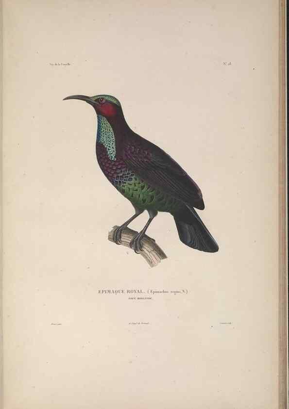 Reproducción/Reproduction 48346948532: Voyage autour du monde :. Paris :Arthus Bertrand,1825-1830 [i.e. 1838]. 