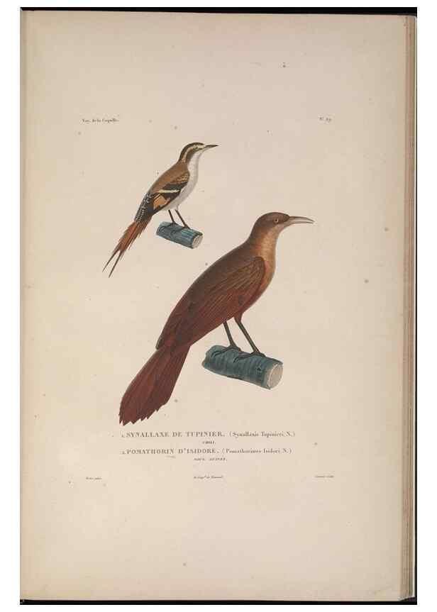 Reproducción/Reproduction 48346948942: Voyage autour du monde :. Paris :Arthus Bertrand,1825-1830 [i.e. 1838]. 