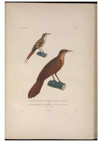 Reproducción/Reproduction 48346948942: Voyage autour du monde :. Paris :Arthus Bertrand,1825-1830 [i.e. 1838]. 