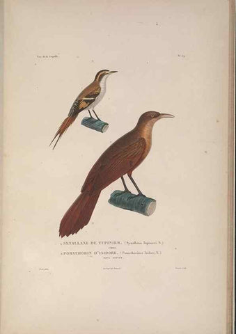 Reproducción/Reproduction 48346948942: Voyage autour du monde :. Paris :Arthus Bertrand,1825-1830 [i.e. 1838]. 
