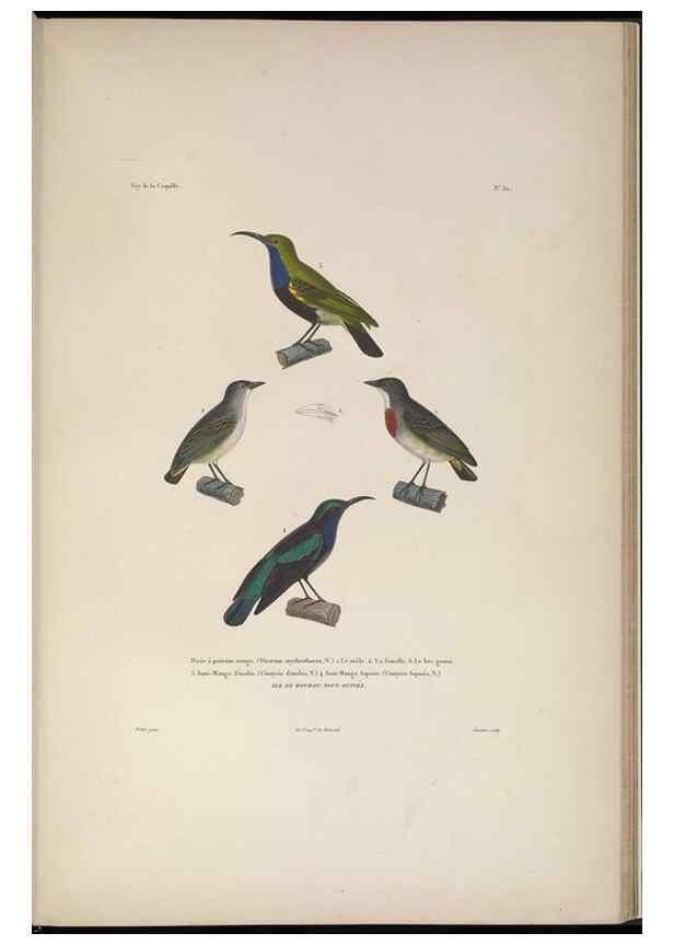 Reproducción/Reproduction 48346813146: Voyage autour du monde :. Paris :Arthus Bertrand,1825-1830 [i.e. 1838]. 