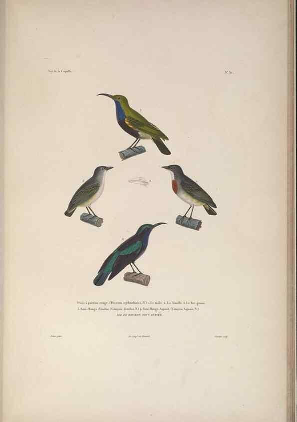 Reproducción/Reproduction 48346813146: Voyage autour du monde :. Paris :Arthus Bertrand,1825-1830 [i.e. 1838]. 