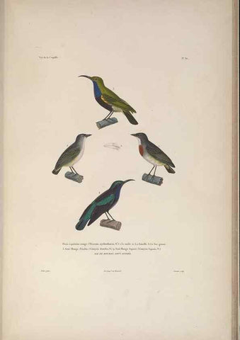 Reproducción/Reproduction 48346813146: Voyage autour du monde :. Paris :Arthus Bertrand,1825-1830 [i.e. 1838]. 