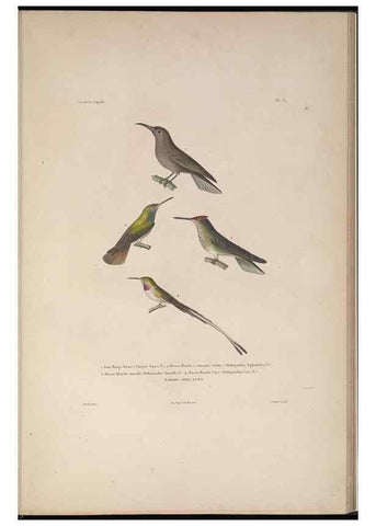 Reproducción/Reproduction 48346813501: Voyage autour du monde :. Paris :Arthus Bertrand,1825-1830 [i.e. 1838]. 