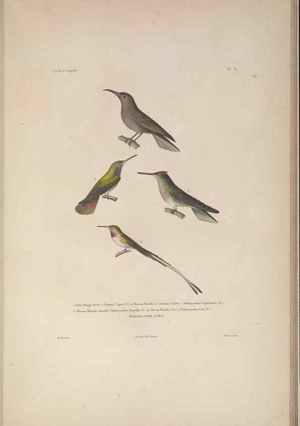 Reproducción/Reproduction 48346813501: Voyage autour du monde :. Paris :Arthus Bertrand,1825-1830 [i.e. 1838]. 