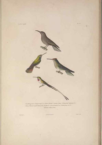 Reproducción/Reproduction 48346813501: Voyage autour du monde :. Paris :Arthus Bertrand,1825-1830 [i.e. 1838]. 