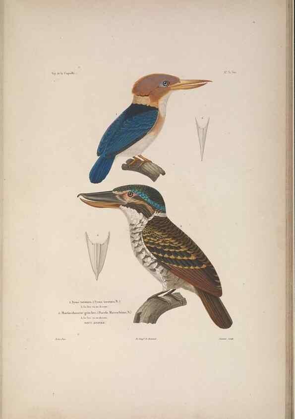 Reproducción/Reproduction 48346950092: Voyage autour du monde :. Paris :Arthus Bertrand,1825-1830 [i.e. 1838]. 