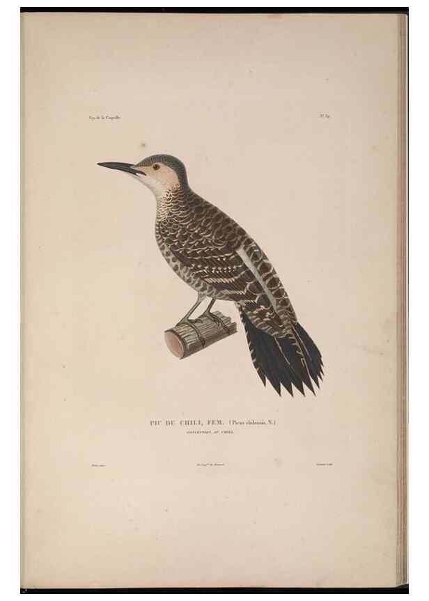 Reproducción/Reproduction 48346950442: Voyage autour du monde :. Paris :Arthus Bertrand,1825-1830 [i.e. 1838]. 
