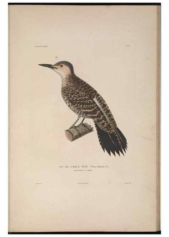 Reproducción/Reproduction 48346950442: Voyage autour du monde :. Paris :Arthus Bertrand,1825-1830 [i.e. 1838]. 