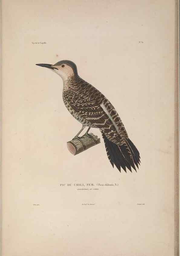 Reproducción/Reproduction 48346950442: Voyage autour du monde :. Paris :Arthus Bertrand,1825-1830 [i.e. 1838]. 