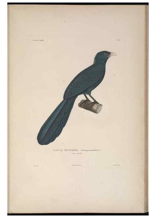 Reproducción/Reproduction 48346950822: Voyage autour du monde :. Paris :Arthus Bertrand,1825-1830 [i.e. 1838]. 