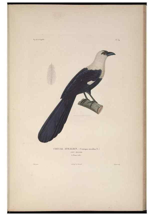 Reproducción/Reproduction 48346951297: Voyage autour du monde :. Paris :Arthus Bertrand,1825-1830 [i.e. 1838]. 
