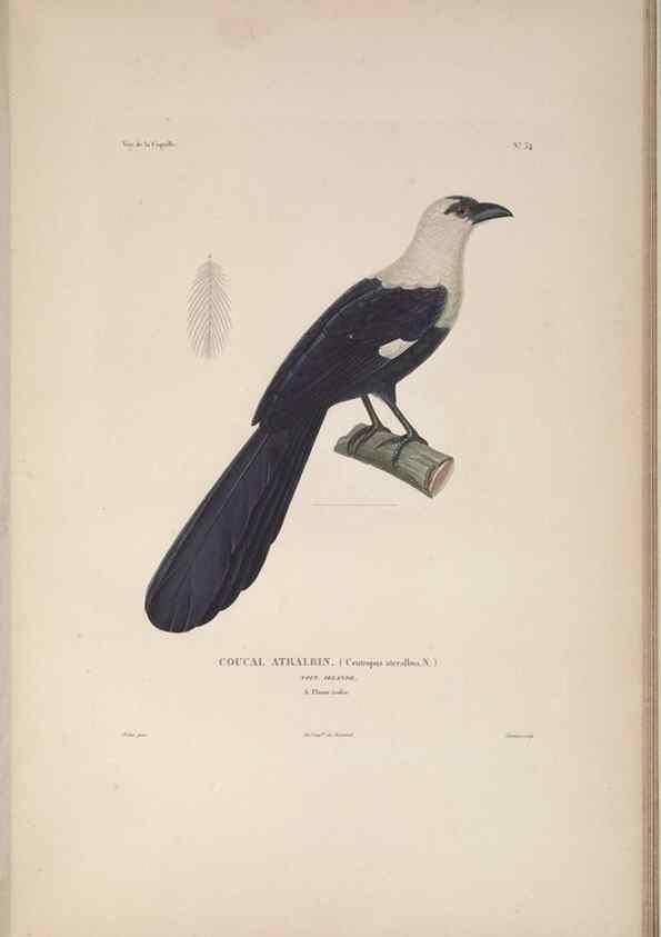 Reproducción/Reproduction 48346951297: Voyage autour du monde :. Paris :Arthus Bertrand,1825-1830 [i.e. 1838]. 