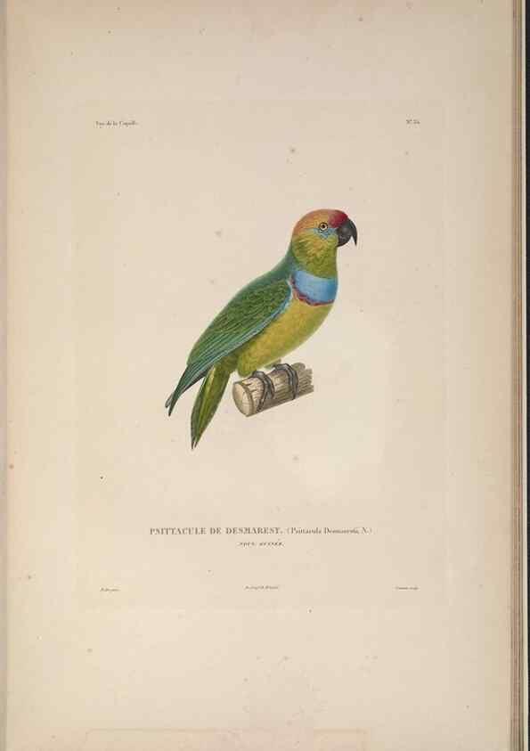 Reproducción/Reproduction 48346951857: Voyage autour du monde :. Paris :Arthus Bertrand,1825-1830 [i.e. 1838]. 