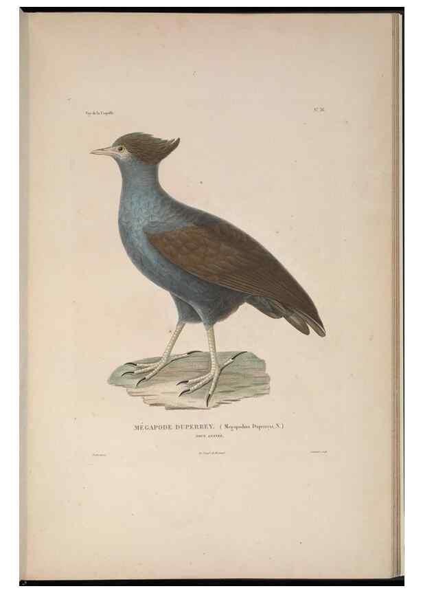 Reproducción/Reproduction 48346952602: Voyage autour du monde :. Paris :Arthus Bertrand,1825-1830 [i.e. 1838]. 