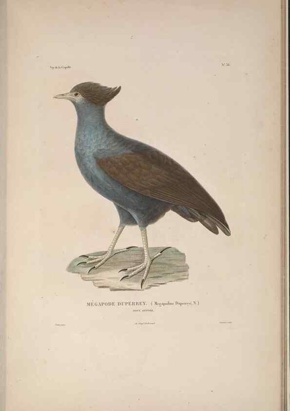 Reproducción/Reproduction 48346952602: Voyage autour du monde :. Paris :Arthus Bertrand,1825-1830 [i.e. 1838]. 